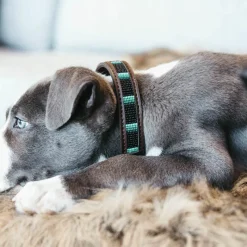 Colliers*Kentucky Dogwear - Collier pour chiens perles faites main Noir