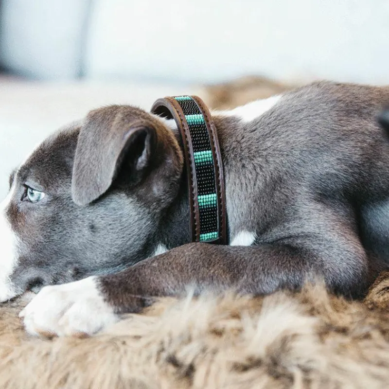 Colliers*Kentucky Dogwear - Collier pour chiens perles faites main Noir