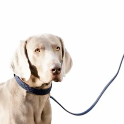 Colliers*Kentucky Dogwear - Colliers pour chiens Marine