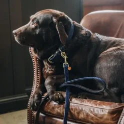 Colliers*Kentucky Dogwear - Colliers pour chiens Marine