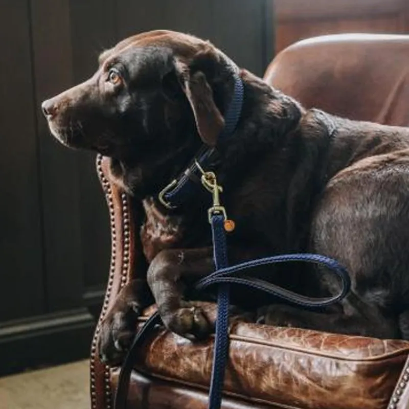 Colliers*Kentucky Dogwear - Colliers pour chiens Marine