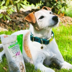 New - Colliers pour chiens Velvet Emeraude Colliers