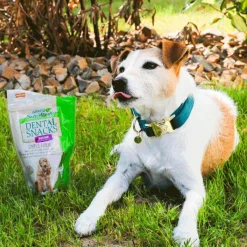 New - Colliers pour chiens Velvet Emeraude Colliers