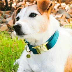 New - Colliers pour chiens Velvet Emeraude Colliers