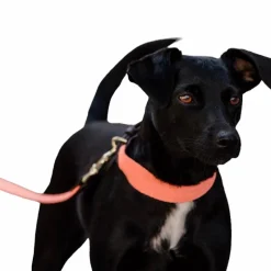 Outlet - Collier pour chien Jacquard terre cuite Colliers