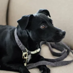 Colliers*Kentucky Dogwear - Collier pour chiens Wool Gris