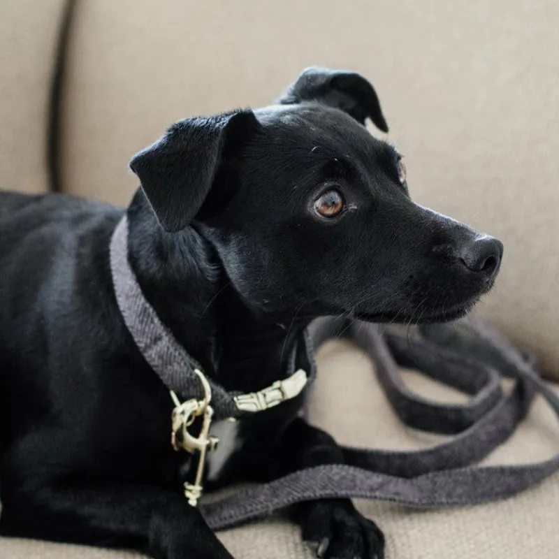 Colliers*Kentucky Dogwear - Collier pour chiens Wool Gris