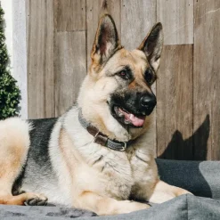 Outlet - Collier pour chiens Colliers