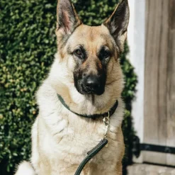 Outlet - Collier pour chiens Colliers