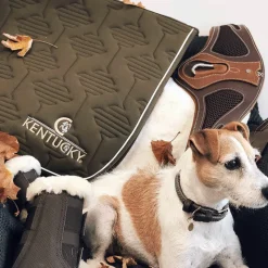 Outlet - Collier pour chiens Colliers