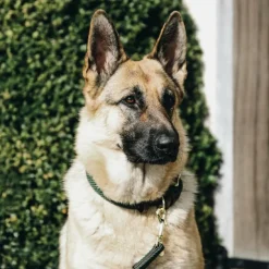 New - Colliers pour chiens olive Colliers