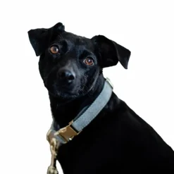 Colliers*Kentucky Dogwear - Collier pour chiens Wool clair Bleu