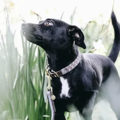 Colliers*Kentucky Dogwear - Colliers pour chiens Triangle Gris