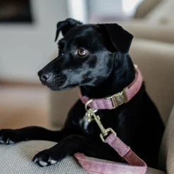 Hot - Collier pour chiens Wool Colliers