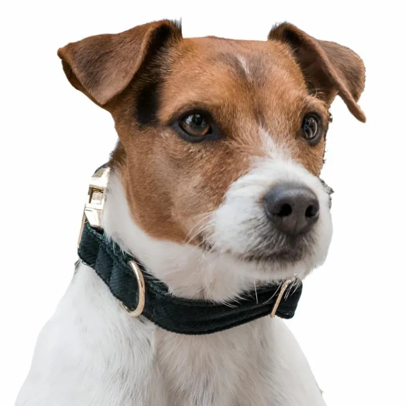 New - Colliers pour chiens Corduroy Colliers