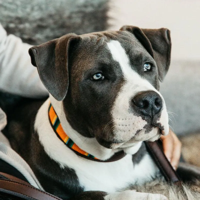 Colliers*Kentucky Dogwear - Collier pour chiens perles faites main pure Orange