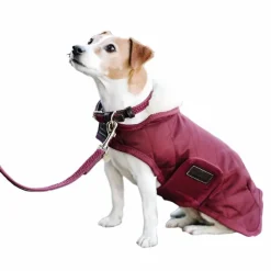 Colliers*Kentucky Dogwear - Colliers pour chiens Bordeaux