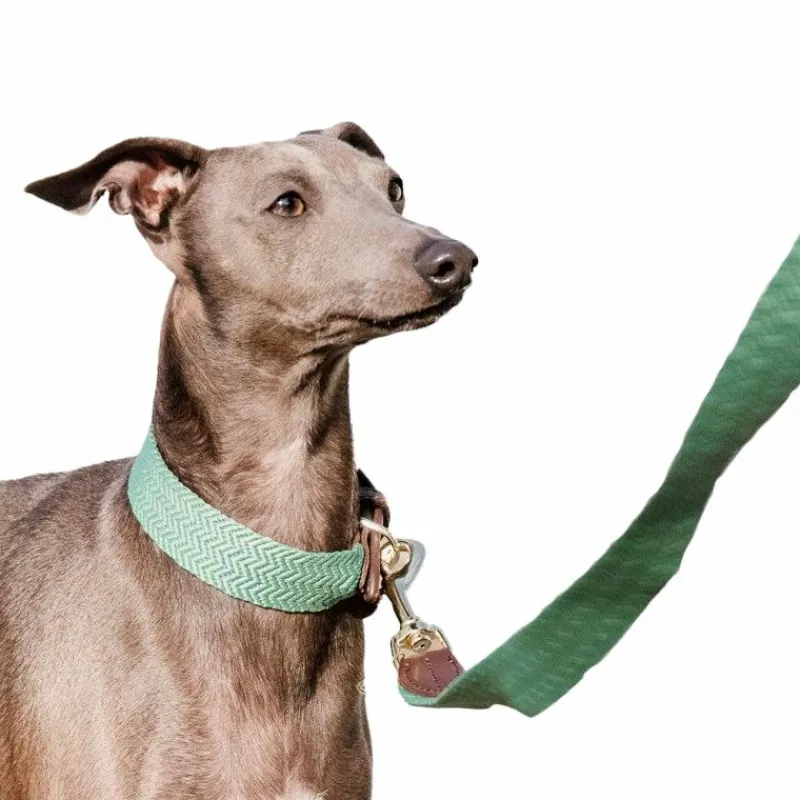 Colliers*Kentucky Dogwear - Collier pour chien Jacquard olive Vert