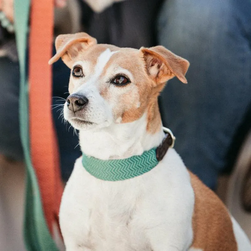 Colliers*Kentucky Dogwear - Collier pour chien Jacquard olive Vert