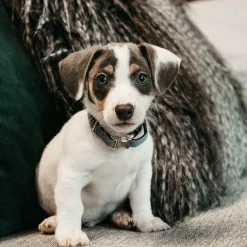 Best - Colliers pour chiens Velvet ciel Colliers