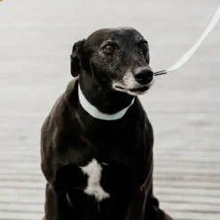 Colliers*Kentucky Dogwear - Collier pour chien Jacquard ciel Bleu