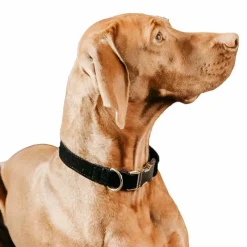 Hot - Colliers pour chiens Corduroy Colliers