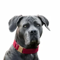 Best - Colliers pour chiens Corduroy Colliers