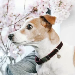 Best - Colliers pour chiens Corduroy Colliers