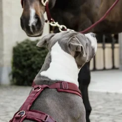 Discount - Harnais pour chien actif velours Harnais