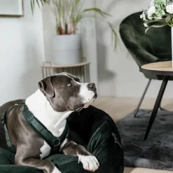 Harnais*Kentucky Dogwear - Harnais pour chien actif velours pine green Vert