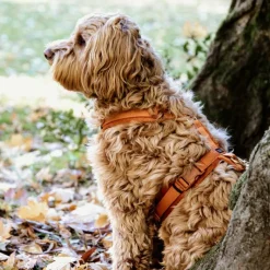 Sale - Harnais pour chien actif velvet orange Harnais
