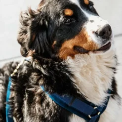 Harnais*Kentucky Dogwear - Harnais pour chien actif velvet marine