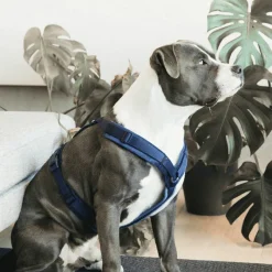 Harnais*Kentucky Dogwear - Harnais pour chien actif velvet marine