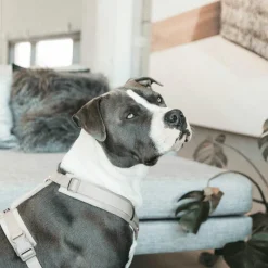 Harnais*Kentucky Dogwear - Harnais pour chien actif velvet beige