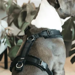 - Harnais pour chien actif velvet noir Harnais