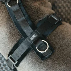 - Harnais pour chien actif velvet noir Harnais