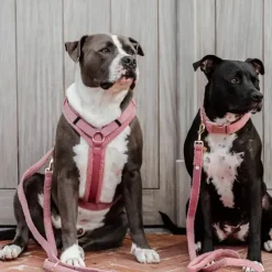 Outlet - Harnais pour chien Teddy Fleece vieux Harnais