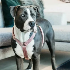 Harnais*Kentucky Dogwear - Harnais pour chiens Velvet vieux rose