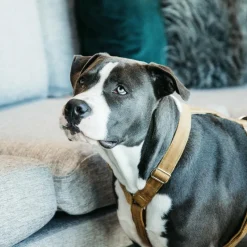 Discount - Harnais pour chiens Velvet moutarde Harnais