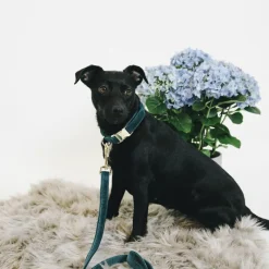 Laisses*Kentucky Dogwear - Laisse pour chiens Velvet 120 cm émeraude Bleu