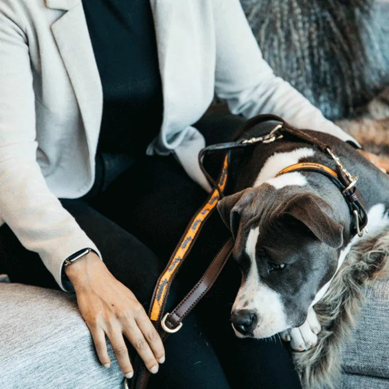 Online - Laisse pour chien perles faites main 250 cm orange/noir Laisses