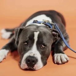 Best - Laisse de nylon tressé Plaited Nylon 200 cm clair Laisses