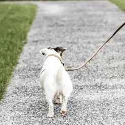 Laisses*Kentucky Dogwear - Laisse pour chien nylon tressé Plaited Nylon 120 cm Beige