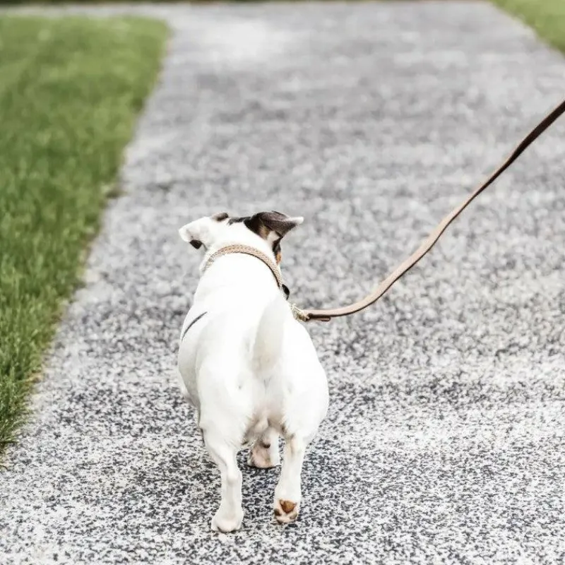 Laisses*Kentucky Dogwear - Laisse pour chien nylon tressé Plaited Nylon 120 cm Beige