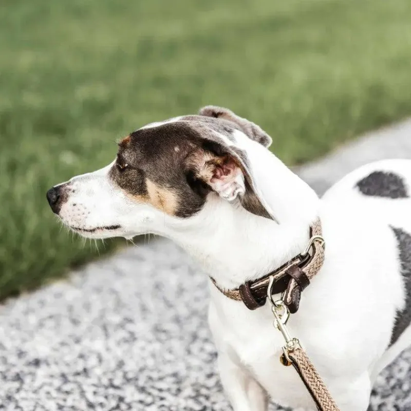 Laisses*Kentucky Dogwear - Laisse pour chien nylon tressé Plaited Nylon 120 cm Beige