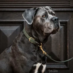 Laisses*Kentucky Dogwear - Laisse pour chien nylon tressé Plaited Nylon 120 cm olive Vert