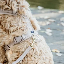 Laisses*Kentucky Dogwear - Laisse pour chien Velvet 2m beige