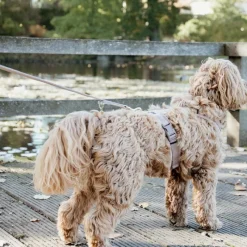 Laisses*Kentucky Dogwear - Laisse pour chien Velvet 2m beige