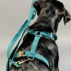 Laisses*Kentucky Dogwear - Laisse pour chien Velvet 2m émeraude Bleu
