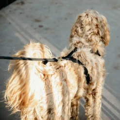 New - Laisse pour chien Velvet 2m noir Laisses